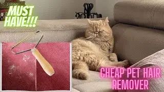 Best way to REMOVE CAT HAIR from carpet and clothes‼️💣