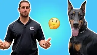 How to Tire Your Dog Out