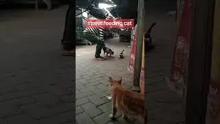 Feeding Hungry Stray Cats &mdash; Every Donation Makes a Difference