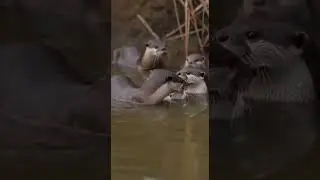 Otter Family Rushes In to Save a Tiny Kitten Heartwarming Rescue Moment #cute #animals #rescue