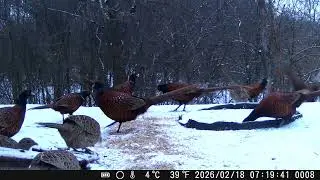 По многотысячным просьбам. Потомки Ржавого здравствуют у фото кормушки.