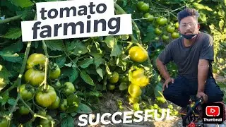 Fungicides Spraying In Tomato Belati Wou Fungicide Sarnai Mwjang Janai Ni 59 Days Jabai 