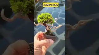 mame bonsai #juniper #juniperus #bonsai #shorts #themax30cm #bonsaitree