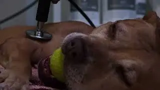 Indiba Animal Health. Применение технологии Indiba  у животных.