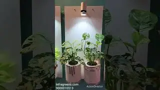 wall mount hydroponic plants