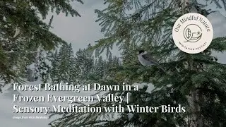 Forest Bathing at Dawn in a Frozen Evergreen Valley | Sensory Meditation with Winter Birds