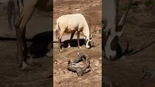 Arabian Oryx - #arabian #oryx #phoenix #zoo #arizona #usa #animal #white #antelope #desert #horn