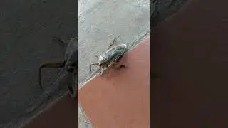 The Toe Biter (Giant water bug)