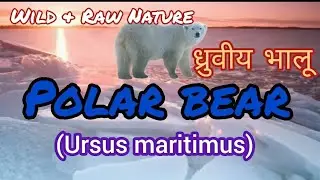 Polar Bear :ध्रुवीय भालू 🐻 #polarbear #polar #polarbears #bear #bears #भालू # arcticbear #wildlife