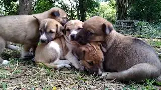 #puppies #groupofdog #doggroup  #dogsinsummer #adopt #dontbuy #babydog #dogsfunny