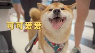带柴犬小woo逛街 又是被路人狂摸的一天！