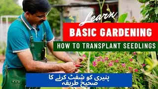 BASIC GARDENING - How to transplant seedlings