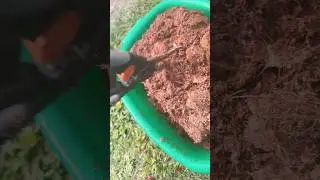 Add to blueberry plants