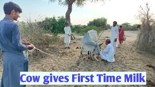 Cow Gives Fresh Milk First Time | Rural Farming Life | Pure Organic Milk #desertanimals #milk #cow