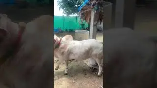 Pungunuru Hansa bull #bull #reels #animals #shorts #trending #bullfarm #punganurcalf #pungunurubull