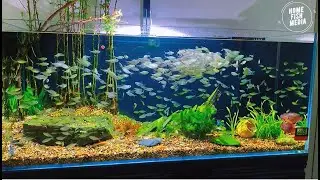 Stunning Underwater home fish media Explore the Beauty of a Plant Aquarium #82