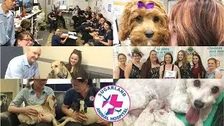 SUGARLAND ANIMAL HOSPITAL 2018 RECAP