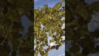 A little nugs Wilted flower Mendo  Lemon octane