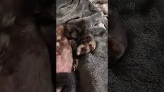 Daeni laying on Bella