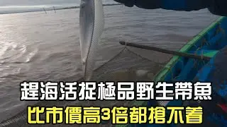 趕海活捉極品野生帶魚，比市價高3倍都搶不著#阿牛愛捕魚 #趕海 #熱門 #蘇裏南