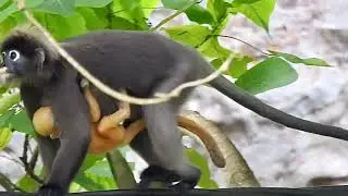 Spectacled Langur aka Dusky Leaf Monkey mummy and baby