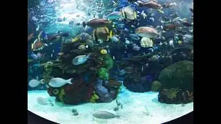 Rainbow Reef Aquarium Webcam | Ripley's Aquarium of Canada Live Cam | Powered by Ozolio