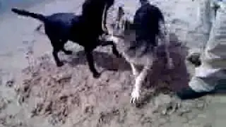 Aero and Raven go swimming at Ft. Smallwood Park.
