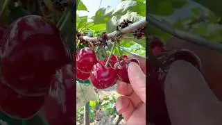 A hand picking ripe red cherries from a leafy tree branch in a farm