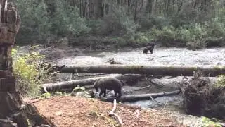 Sonora Resort Grizzly Bear Tour - the Homalco Reserve - Orford River - Bute Inlet