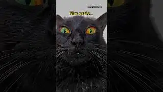 GATOS PRETOS EST&Atilde;O POSSU&Iacute;DOS?