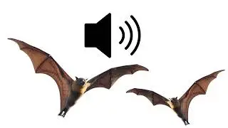 Bats, flying foxes in trees, subtropical Squawk Squeak sound effects sfx (HD)