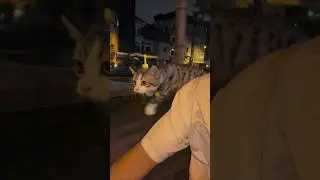 U&ccedil;an Kedi 🥰🥰#cats #kedi #m&uuml;zik #tiktok #dans #şarkı #cat #cutedog #catlovers #cutemonkey