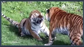 Tiger Cam Highlight | Two Tiger Sisters Get On Each Others Nerves