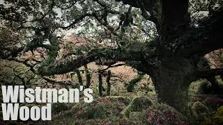 The Strange Mystery of Wistmans Wood