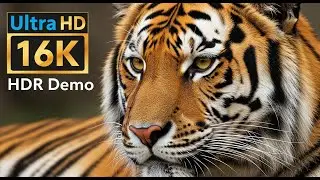 Ultimate 16K HDR Nature & Wildlife Test | 120fps Dolby Vision for 4K/8K TVs