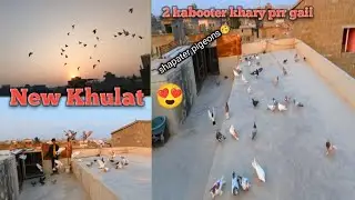 New Khulat krr di kabooter ki 2 khary phrr gaiii 😢||Taway b dia ||Shapater pigeons 