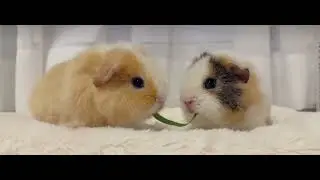 Furry Frenemies: Chinchillas Engage in Hilarious 'Leaf War'!