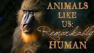 Animals That Use TOOLS Like Humans l Animal Intelligence  l Primates l Smart Animals l Animal Skills
