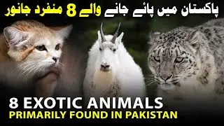 8 Exotic Animals Found in Pakistan
