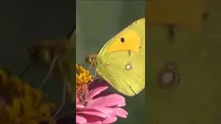 Butterfly Insect Animal Feeding Nectar Flower
