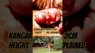 Kangaroo Baby Birth Process 😱 | Shocking Nature Facts #wildlife #shorts