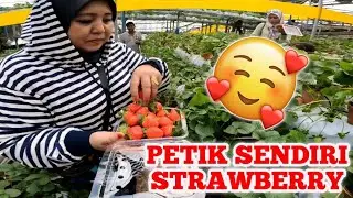 Healthy Strawberry Farm Cameron Highland