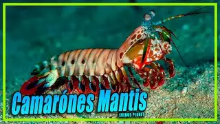 Camar&oacute;n Mantis - Varias especies de Camar&oacute;n Mantis