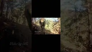 The elk rut is done #shorts