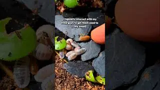 Those curious but shy little guys 🥹 #isopods #bugs