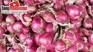 MENG-MENG BOSSKU...!! HARGA BAWANG MERAH HARI INI DIPASAR BAWANG PROBOLINGGO, JUM'AT, 23/1/2026