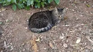 【Cat Video】 meowmeow Happy #cat  #cats  #cute