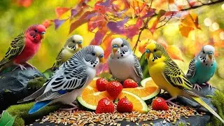 Cat TV To Watch: Real Birds and Squirrels That Your Cat Will Love!