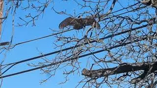 This is the Critically Endangered California Condor.  Wildlife