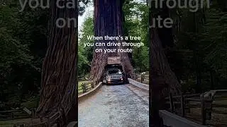Let&rsquo;s drive through a tree 🌲 #california #redwoods #chandeliertree #tree #wander
